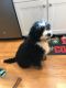 Bernedoodle Puppies for sale in North Kingstown, RI, USA. price: NA