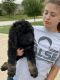 Bernedoodle Puppies for sale in Quincy, IL, USA. price: NA