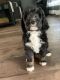 Bernedoodle Puppies for sale in Quincy, IL, USA. price: $3,000
