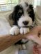 Bernedoodle Puppies for sale in Austin, TX 78748, USA. price: NA