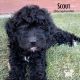 Bernedoodle Puppies for sale in Grand Junction, CO, USA. price: NA