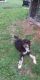 Bernedoodle Puppies for sale in Castorland, NY 13620, USA. price: NA