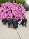 Bernedoodle Puppies for sale in Fort Wayne, IN, USA. price: NA