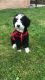 Bernedoodle Puppies for sale in Niles, IL, USA. price: NA