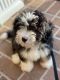 Bernedoodle Puppies for sale in Hockessin, DE 19707, USA. price: NA