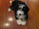 Bernedoodle Puppies for sale in Hockessin, DE 19707, USA. price: NA