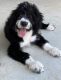 Bernedoodle Puppies for sale in Rogers, AR, USA. price: $2,300
