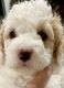 Bernedoodle Puppies for sale in Port St. Lucie, FL, USA. price: NA