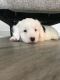 Bernedoodle Puppies for sale in Port St. Lucie, FL, USA. price: NA