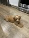 Bernedoodle Puppies for sale in Austin, TX, USA. price: NA