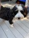 Bernedoodle Puppies for sale in Boulder, CO 80304, USA. price: NA