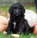 Bernedoodle Puppies for sale in Omaha, NE, USA. price: $2,000