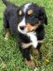 Bernedoodle Puppies for sale in Palo Alto, CA, USA. price: $3,450