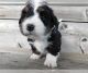 Bernedoodle Puppies for sale in Chicago, IL, USA. price: NA