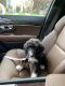 Bernedoodle Puppies for sale in Washington, DC 20020, USA. price: $3,000