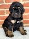 Bernedoodle Puppies for sale in Athens, AL, USA. price: NA