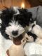 Bernedoodle Puppies for sale in Lake Ariel, PA 18436, USA. price: NA
