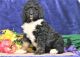 Bernedoodle Puppies for sale in Lancaster, PA 17602, USA. price: $2,000