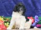 Bernedoodle Puppies for sale in Lancaster, PA 17602, USA. price: $2,200
