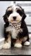 Bernedoodle Puppies for sale in Holly Springs, NC, USA. price: $3,800