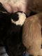 Bernedoodle Puppies for sale in Henderson, KY 42420, USA. price: NA