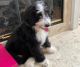 Bernedoodle Puppies for sale in Chester Springs, PA 19425, USA. price: NA