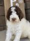 Bernedoodle Puppies for sale in Fayetteville, NC, USA. price: NA