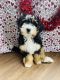 Bernedoodle Puppies for sale in Leo-Cedarville, IN, USA. price: $2,500