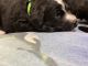 Bernedoodle Puppies for sale in Slippery Rock, PA 16057, USA. price: NA