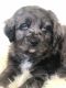 Bernedoodle Puppies for sale in North Liberty, IA 52317, USA. price: NA