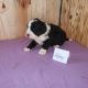 Bernedoodle Puppies for sale in Pine City, MN 55063, USA. price: NA