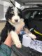 Bernedoodle Puppies for sale in Groton, VT, USA. price: $3,400