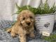 Bernedoodle Puppies for sale in Denver, PA, USA. price: $1,950