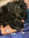 Bernedoodle Puppies for sale in Indianapolis, IN, USA. price: $2,500