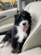 Bernedoodle Puppies for sale in Revere, MA, USA. price: $2,200