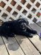 Bernedoodle Puppies for sale in Millbury, OH 43447, USA. price: NA