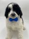 Bernedoodle Puppies for sale in Denison, TX, USA. price: NA