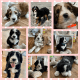 Bernedoodle Puppies for sale in Navarre, OH 44662, USA. price: NA