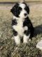 Bernedoodle Puppies for sale in Las Vegas, NV, USA. price: $1,800