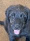 Bernedoodle Puppies for sale in Deltona, FL, USA. price: NA