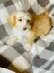 Bernedoodle Puppies for sale in Romulus, MI, USA. price: NA