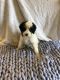 Bernedoodle Puppies for sale in Castle Rock, CO 80109, USA. price: NA