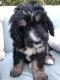 Bernedoodle Puppies for sale in Provo, UT, USA. price: NA