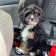 Bernedoodle Puppies for sale in Charlottesville, VA, USA. price: NA
