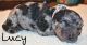 Bernedoodle Puppies for sale in Monroe, IN 46772, USA. price: NA