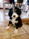 Bernedoodle Puppies for sale in Sacramento County, CA, USA. price: NA