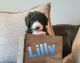 Bernedoodle Puppies for sale in Colorado Springs, CO, USA. price: NA