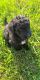 Bernedoodle Puppies for sale in Ansonia, OH 45303, USA. price: NA