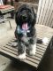Bernedoodle Puppies for sale in Memphis, TN, USA. price: $1,500