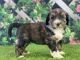 Bernedoodle Puppies for sale in Temecula, CA, USA. price: $4,000